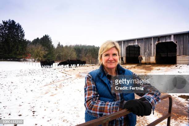 a female beef cattle farmer with a herd of wagyu or wagu japanese black cattle in the winter. - female animal stock pictures, royalty-free photos & images