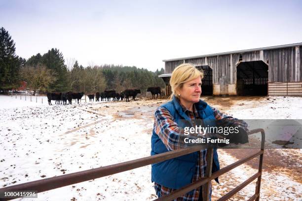 a female beef cattle farmer with a herd of wagyu or wagu japanese black cattle in the winter. - female animal stock pictures, royalty-free photos & images