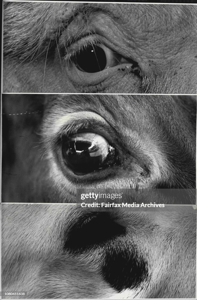 1987 Royal Easter Show at Sydney Showground.Top: Landrace Pig, Golden Guernsey cow, a Dalmatian.