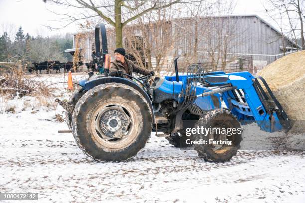 a farmer moving a hay bale to a beef cattle barn. - cow winter imagens e fotografias de stock