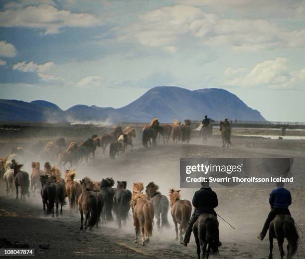 people on horseback - iceland horse stock pictures, royalty-free photos & images