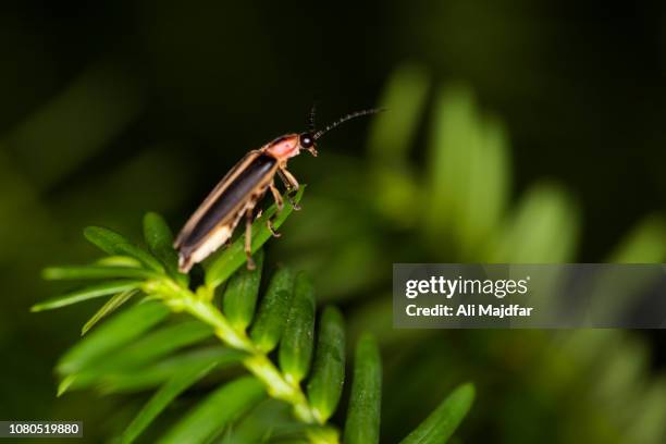 532 Firefly Closeup Stock Photos, High-Res Pictures, and Images - Getty ...