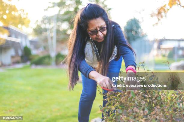 senior hispanic female active outdoors trimming flowering yard plants on an autumn evening - rose bush stock pictures, royalty-free photos & images