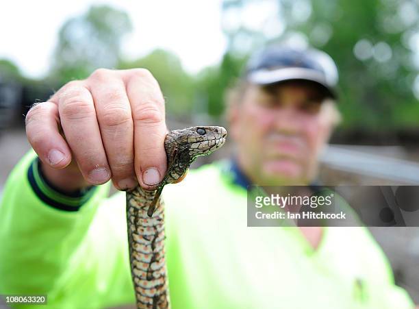 Neil Proefke holds up a dead venomous brown snake that he found in his yard after flood waters fall on January 16, 2011 in Rockhampton, Australia....