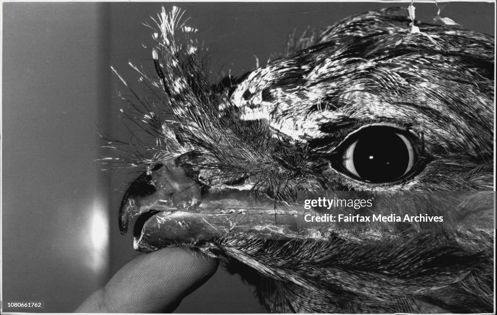 Tawny Frogmouth.... Taronga Zoo Vet. Larry Vogelnest does a beak repair to a tawny frogmouth...After the operation.Beaky the tawny frogmouth was listed well down the operating list, after the wallaby with a dislocated hip, the iguana with nasty burns and