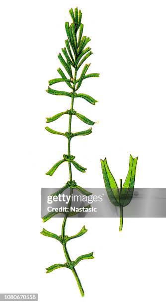 callitriche is a genus of largely aquatic plants known as water-starwort - callitriche stock illustrations