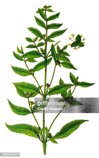 stockillustraties, clipart, cartoons en iconen met eenjarig bingelkruid (jaarlijkse kwik) - mercurius