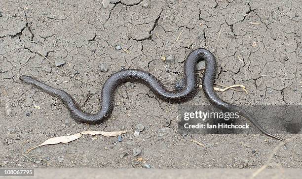 Dead snake is seen laying in a gutter on January 16, 2011 in Rockhampton, Australia. Rockampton experienced some of Queensland's worst floods early...