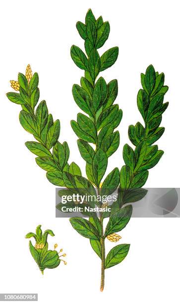 buxus sempervirens, der gemeinsamen feld, europäische box oder buchsbaum - buxus stock-grafiken, -clipart, -cartoons und -symbole