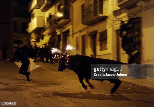 Bull with flaming horns charges a reveler during the Fiesta del Toro Embolao on January 14, 2011 in Gilet, Spain. During the Toro Embolao, burning...