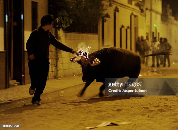 Bull with flaming horns charges a reveler during the Fiesta del Toro Embolao on January 15, 2011 in Gilet, Spain. During the Toro Embolao, burning...