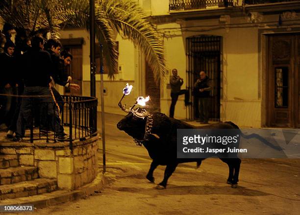 Bull with flaming horns charges revelers during the Fiesta del Toro Embolao on January 15, 2011 in Gilet, Spain. During the Toro Embolao, burning...