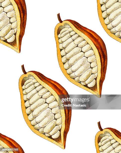 theobroma cacao ,cocoa bean seamless pattern - morphology stock illustrations