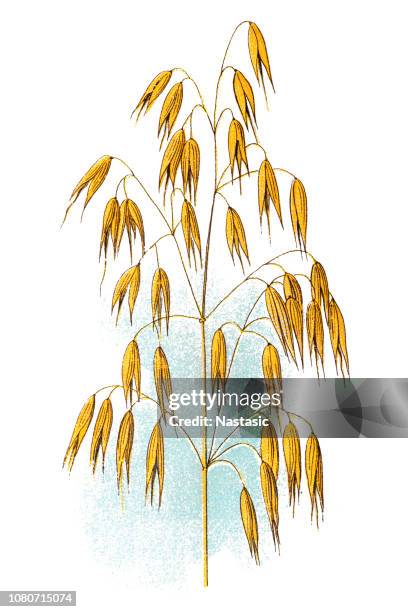 oat (avena sativa) - oat grain stock illustrations