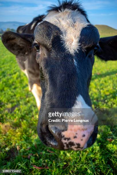 wide angle portrait of a curious and friendly calf (young cow) - happy cow stock-fotos und bilder