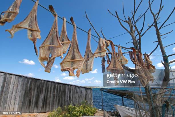 Formentera's dried fish - Peix Sec de Formentera, in Torrent de S'alga. According to the traditional method, local fish varieties of skate are dried...