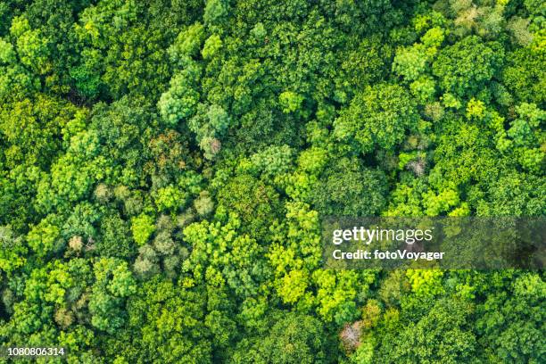 aerial photograph vibrant green tree canopy natural forest background - aerial forest stock pictures, royalty-free photos & images