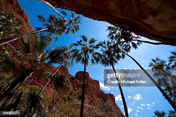 palm trees in the sky - bungle bungle range stock pictures, royalty-free photos & images