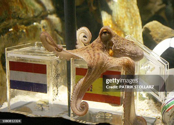 Paul Rees Octopus Paul Octopus Photos and Premium High Res Pictures - Getty Images