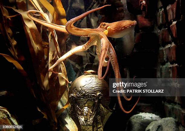 Paul Rees Octopus The Octopus Club Photos and Premium High Res Pictures - Getty Images