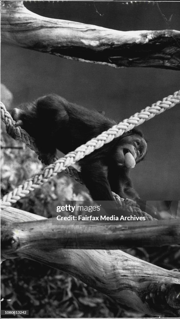 New rain forest home for Taronga Orangutans"Jan Tan with orange in mouth seems right at home in her new McDonald's Rainforest home.Jantan the orangutan learns the ropes in his sunny new $2.6 million enclosure yesterday.Willow came out first, when the heav