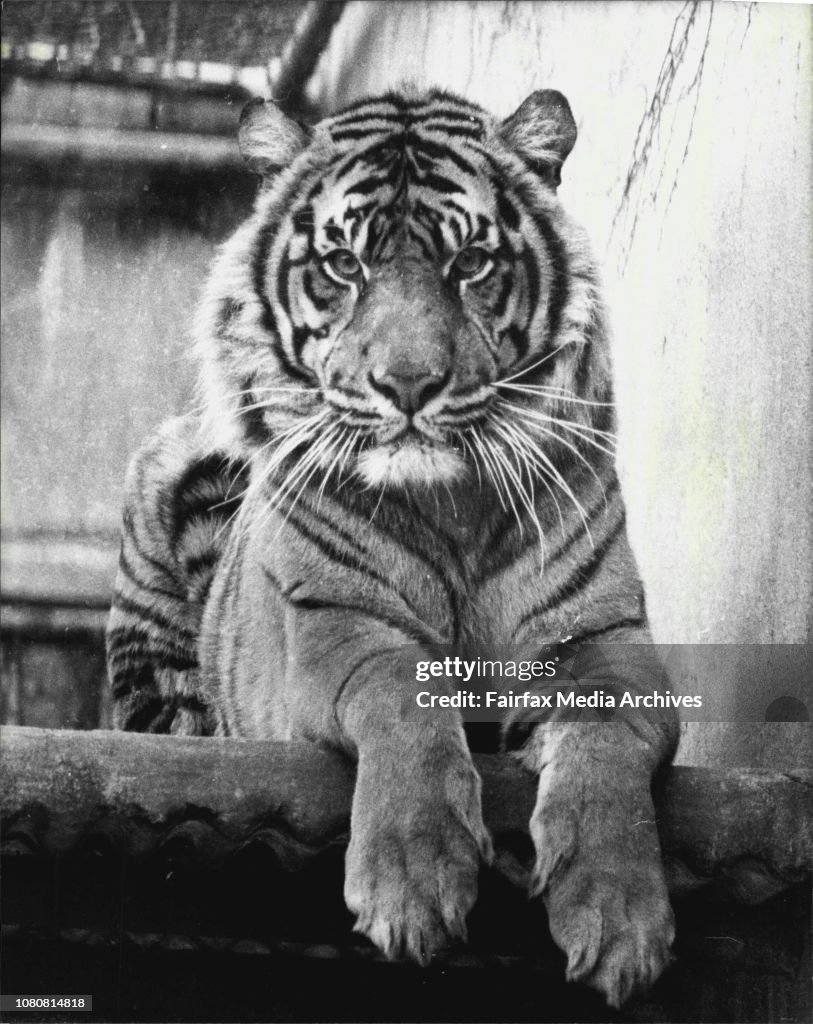 Nico" - This is Nico, the 5-years-old sumatran tiger who nipped off a lady's finger last Saturday. Nico is pictured today inside his enclosure at Taronga Park Zoo.