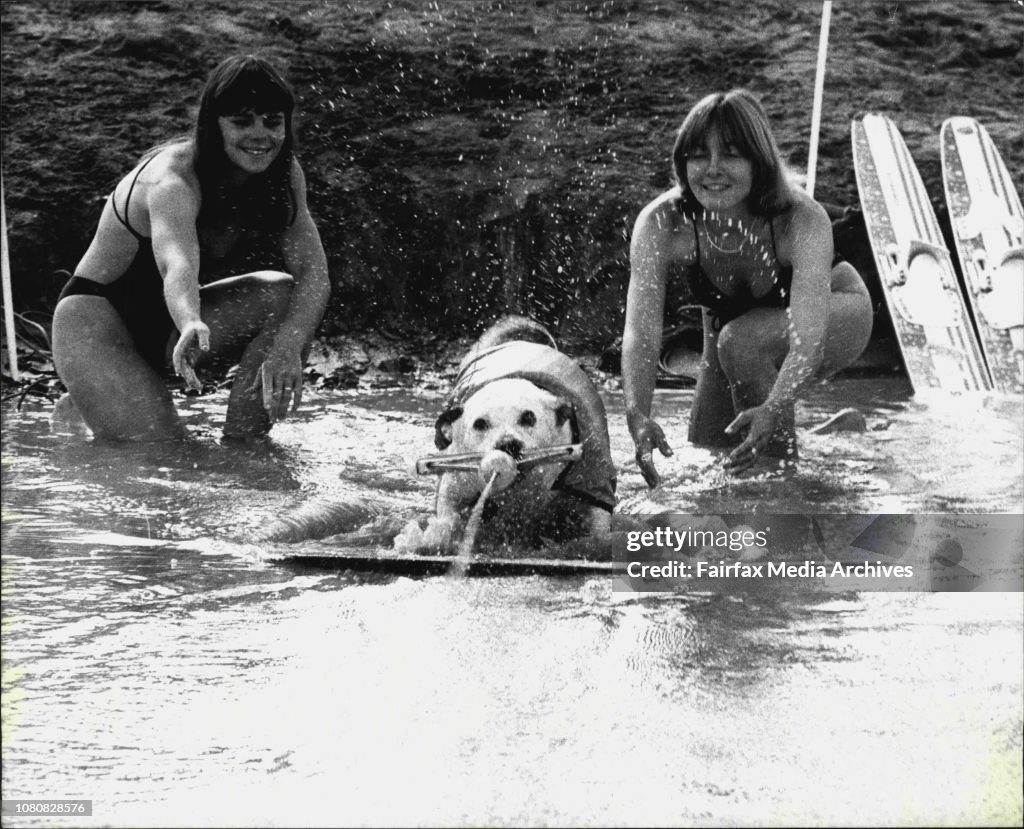 Possible the worlds only water sking dog "Perch" a 12 year old mongrel. Takes a turn around his masters man made lake at Wallacia Water ski park. His sking partners Maxine Cooper of Homebush and Rosaling Homewood Wallacia, launched him on his way.Meet Per