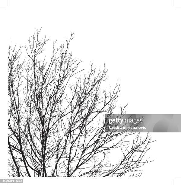 tree branches background - bare tree isolated stock illustrations