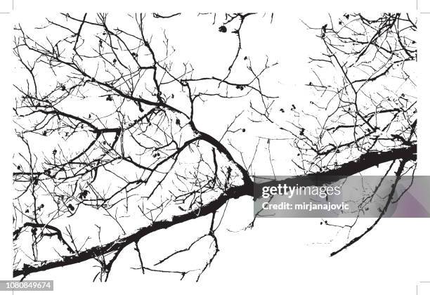 tree branches background - trees looking up stock illustrations