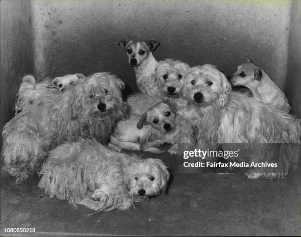 Inbred Dog Fotografías e imágenes de stock - Getty Images