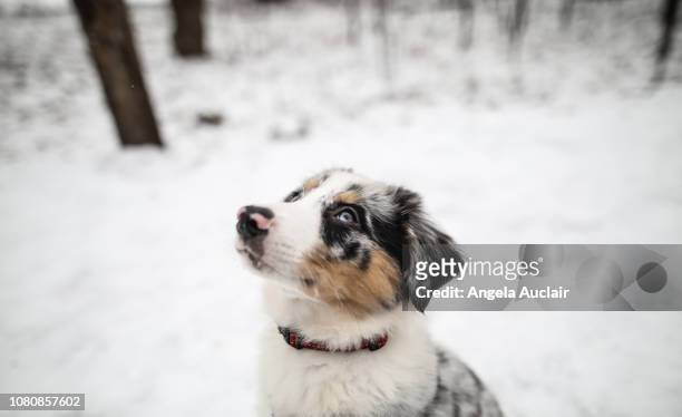 australian shepherd puppy in first snow - first occurrence stockfoto's en -beelden