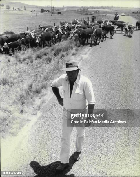 Drought... Nimmitabel Region.Roger Ailcock, Grazier of Nimmitabel, is pictured droving his cattle. December 06, 1982. .