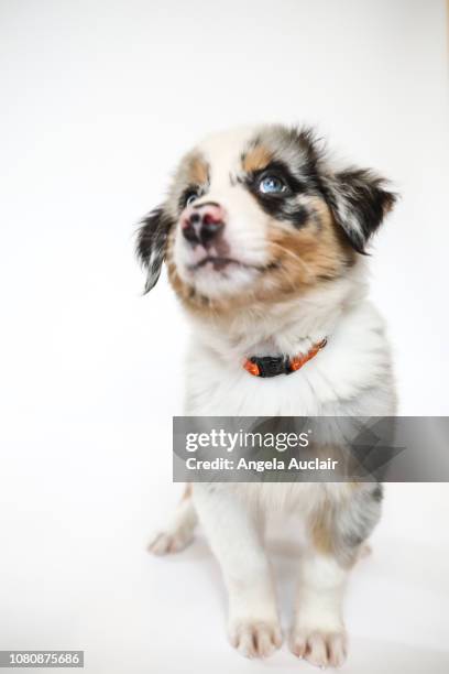 australian shepherd puppy - australische herder stockfoto's en -beelden