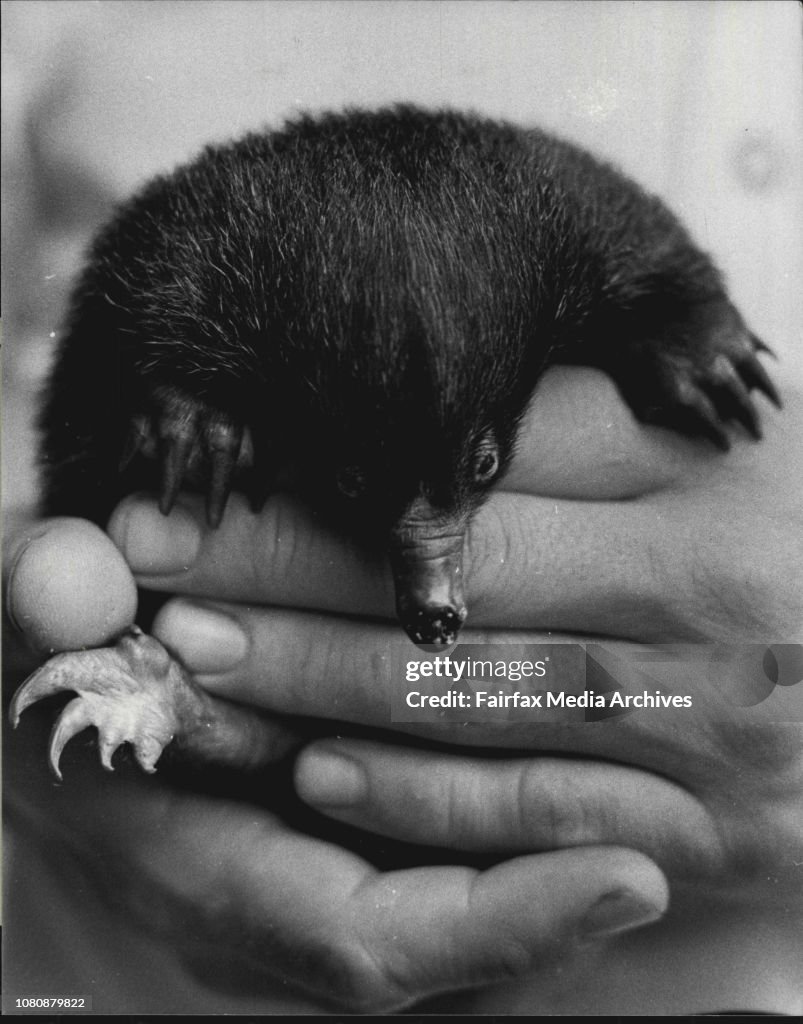 Taronga Zoo Veterinarian, Gary Reddacliff, is playing foster-mum to a baby echidna.The young echidna was brought to the Zoo seventeen days ago after having been dug up by a bulldozer during land-clearing operations at Nowra.Gary Reddacliff believes the ba