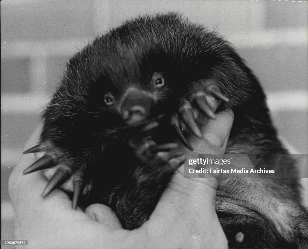 Taronga Zoo Veterinarian, Gary Reddacliff, is playing foster-mum to a baby echidna.The young echidna was brought to the Zoo seventeen days ago after having been dug up by a bulldozer during land-clearing operations at Nowra.Gary Reddacliff believes the ba