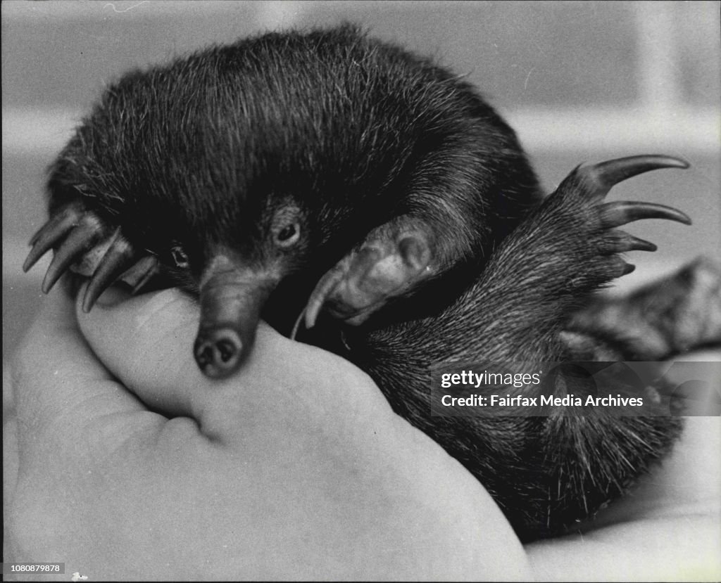 Taronga Zoo Veterinarian, Gary Reddacliff, is playing foster-mum to a baby echidna.The young echidna was brought to the Zoo seventeen days ago after having been dug up by a bulldozer during land-clearing operations at Nowra.Gary Reddacliff believes the ba