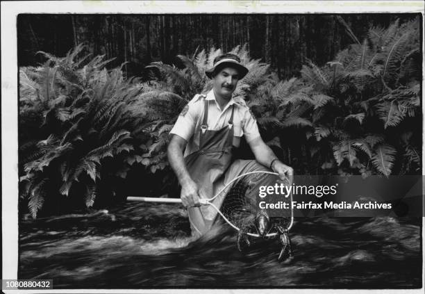 The giant Tasmanian freshwater Crayfish... This crayfish pictured with Noel Maroney inspector with the inland fisherys commission was over half a...