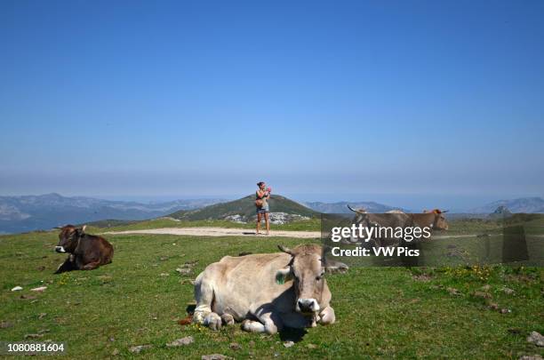Young woman taking photo of cows with mobile phone in Lakes of Covadonga.