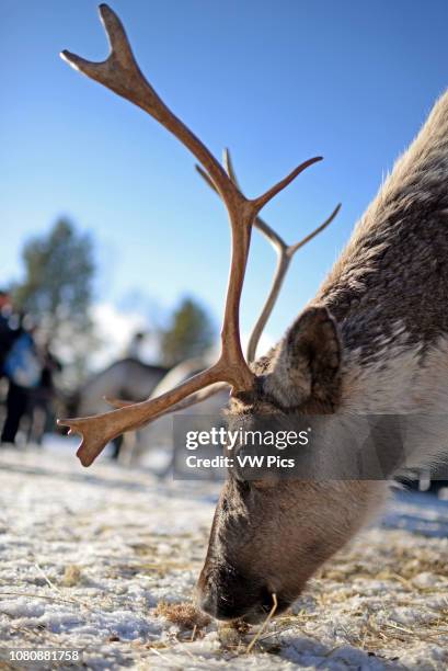 In the Reindeer farm of Tuula Airamo, a Sami descendant, by Muttus Lake. Inari, Lapland, Finland.