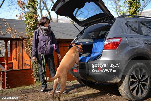 Dog jumps in car trunk.