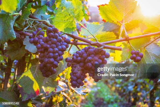 vine grapes in champagne region at montagne de reims - grapes on vine stockfoto's en -beelden