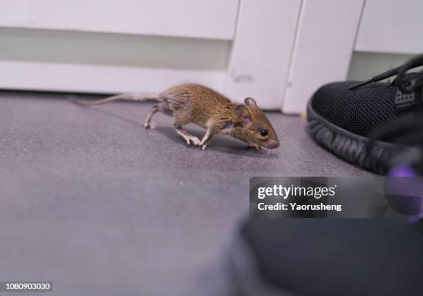 a traped mouse by people - rodent fotografías e imágenes de stock