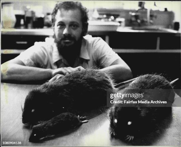 Aust Big Rats The Biggest Rat Photos and Premium High Res Pictures - Getty Images