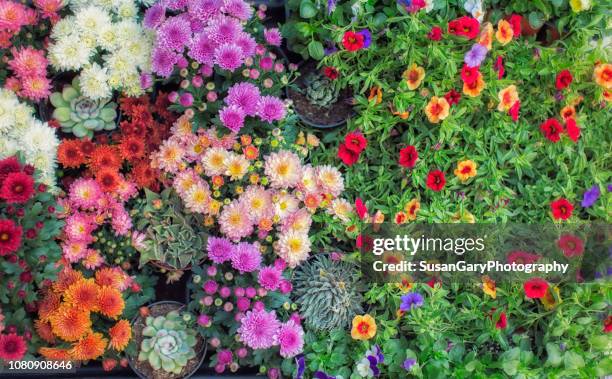 assortment of colorful flowers in wagon - garden from above stockfoto's en -beelden