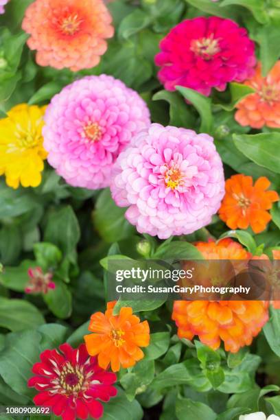 colorful zinnias close-up - zinnia stock pictures, royalty-free photos & images