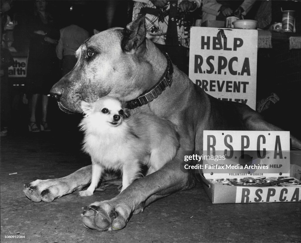 They are "Mr. Spock" a 10 stone 41b Great Dane and "Joady 1/3" a 21b Long Haired Chihuahua.The R.S.P.C.A. held its annual appeal day, today with many hundreds of collectors throughout the city.Most of the collectors were accompanied by their pet dogs.