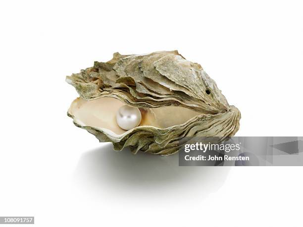 Pearlt Shells Pearly Shells Photos and Premium High Res Pictures - Getty Images