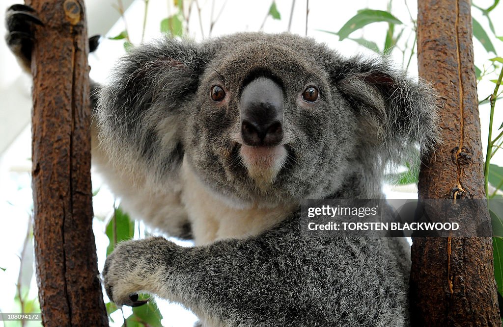 A koala which was displaced from its hab