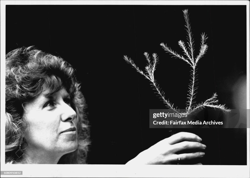 Ms Zoe Wheat of Balmain admires the new city emblem a Banksia Ericifolia launched today (Sunday 29.11.92).New City Floral Emblem... Banksia Ericifolia.