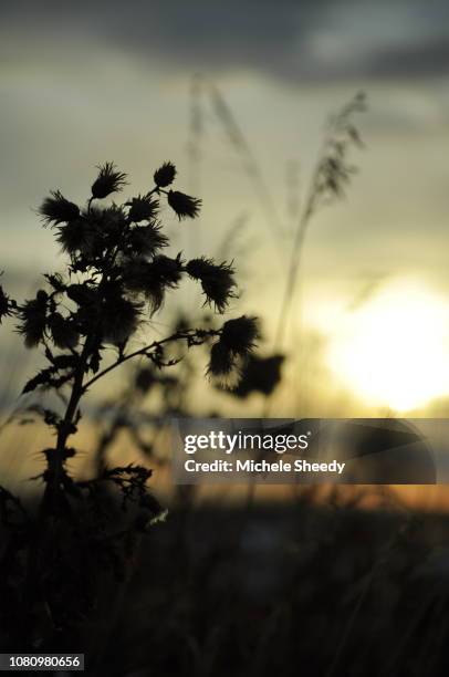 winter thistles - sheedy stock pictures, royalty-free photos & images